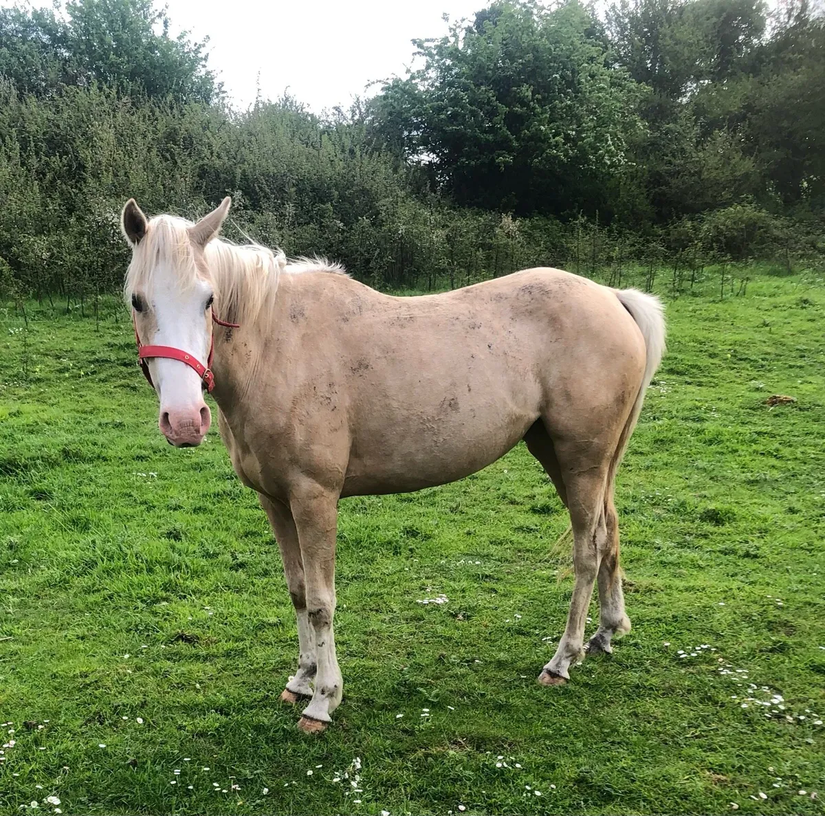 5 year old 13.2h pony - Image 1