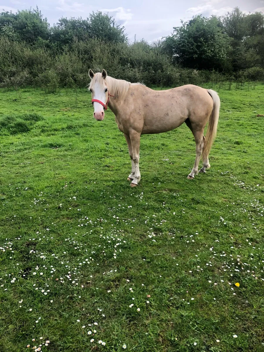 5 year old 13.2h pony - Image 2
