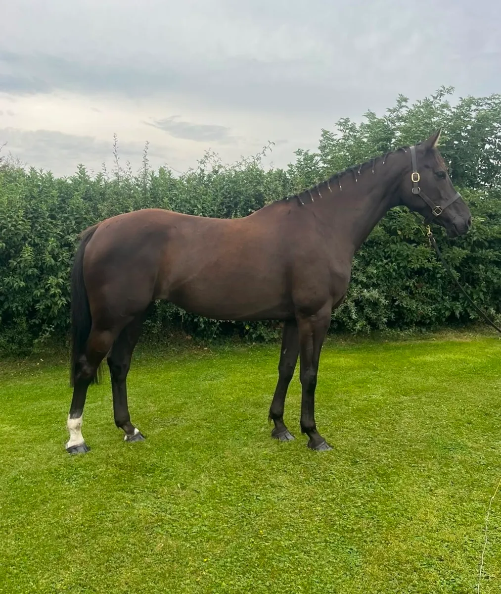 Broodmare from top pedigree - Image 1
