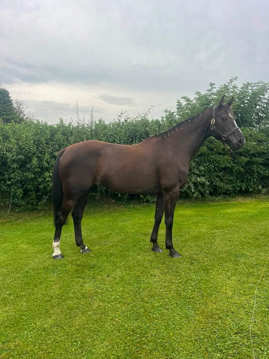 Broodmare from top pedigree - Image 2