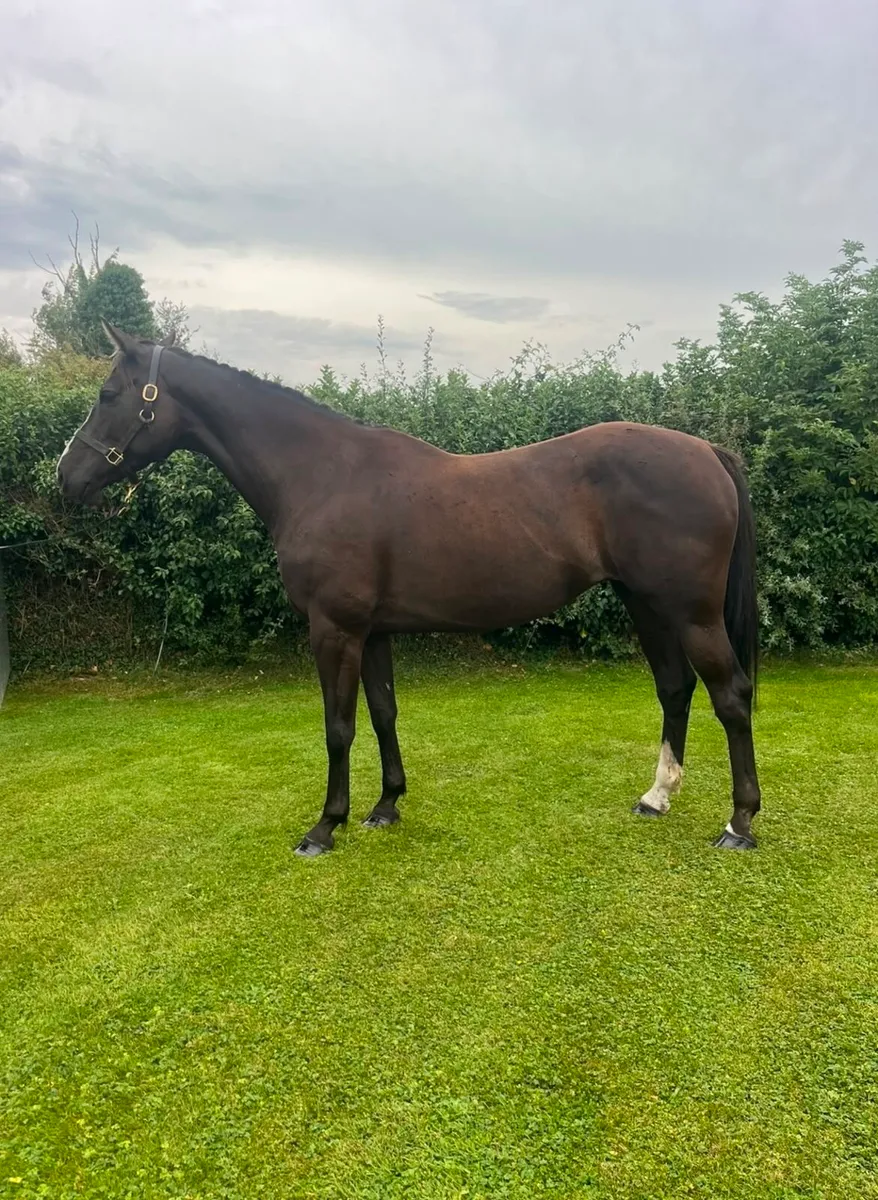 Broodmare from top pedigree - Image 4