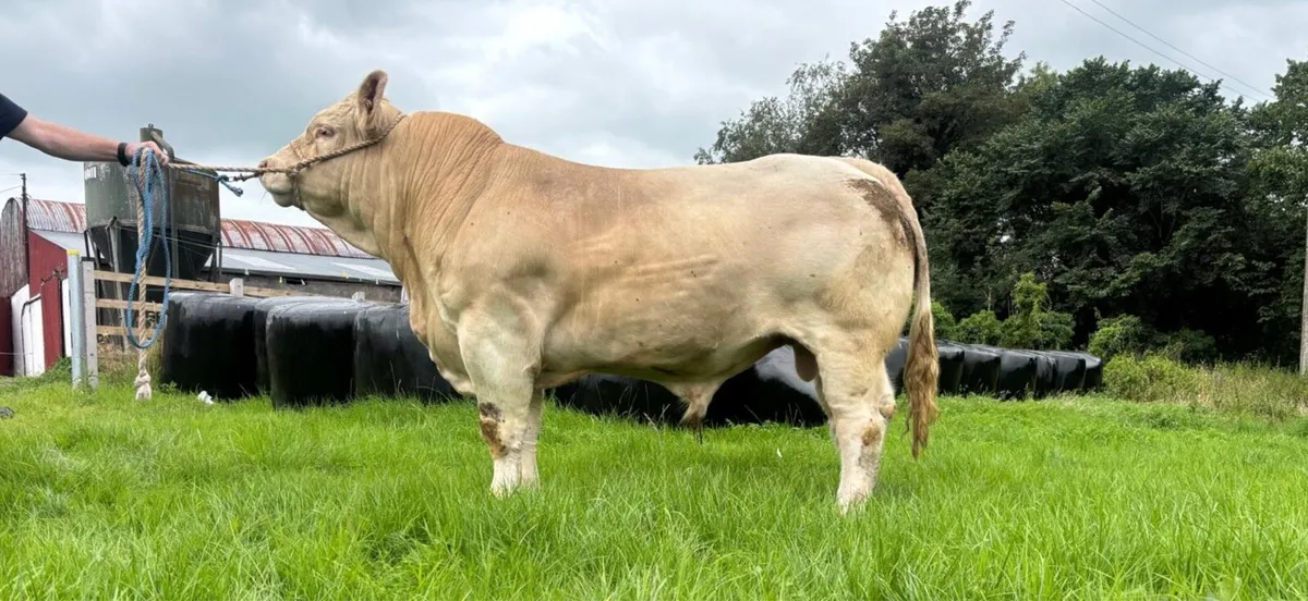 Ch Bull - Image 1