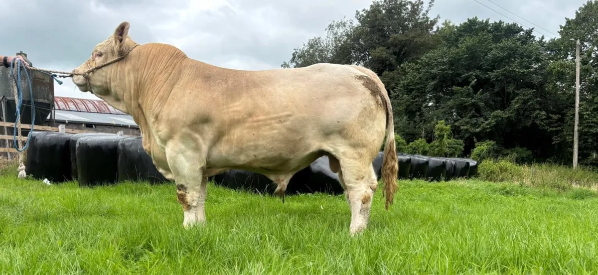 Ch Bull - Image 2
