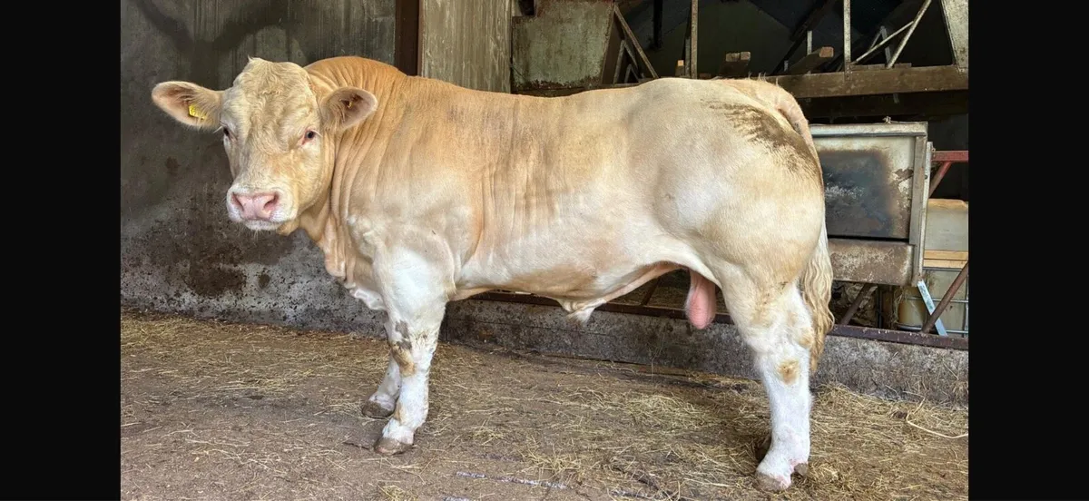Ch Bull - Image 3