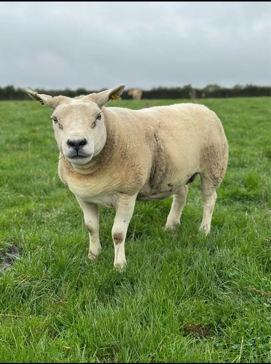 Smashing Suftex Ram Lamb - Image 4