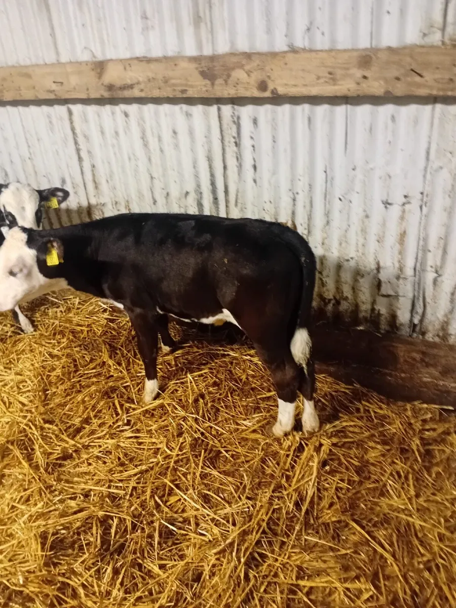 Calves - Image 1