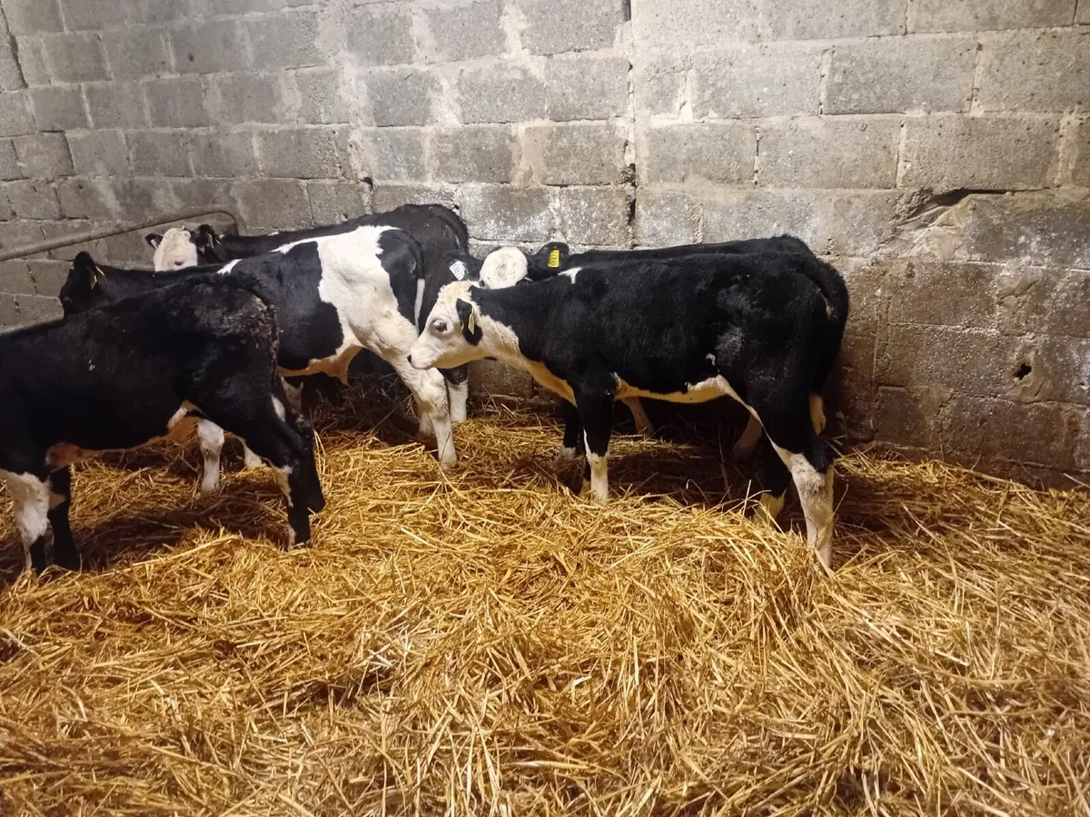 Calves - Image 2
