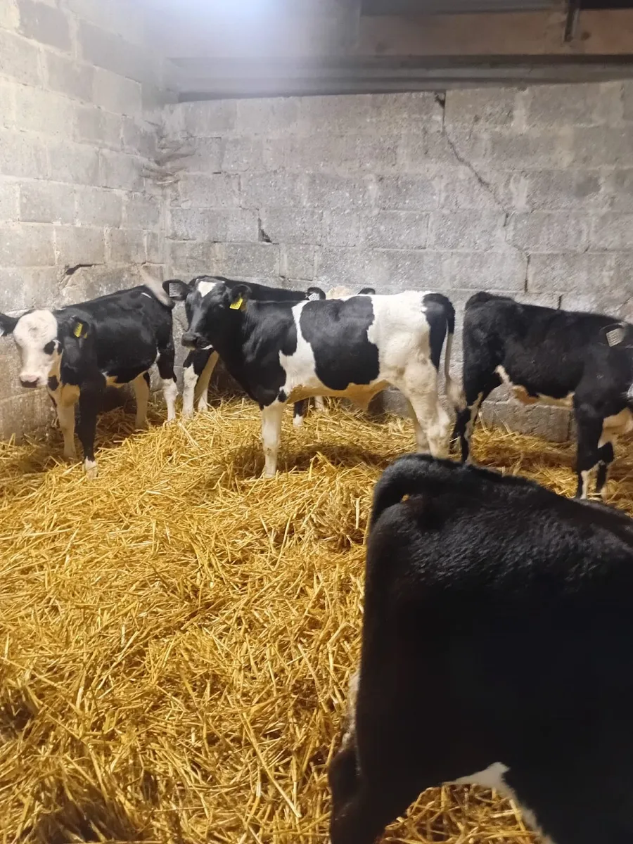 Calves - Image 3