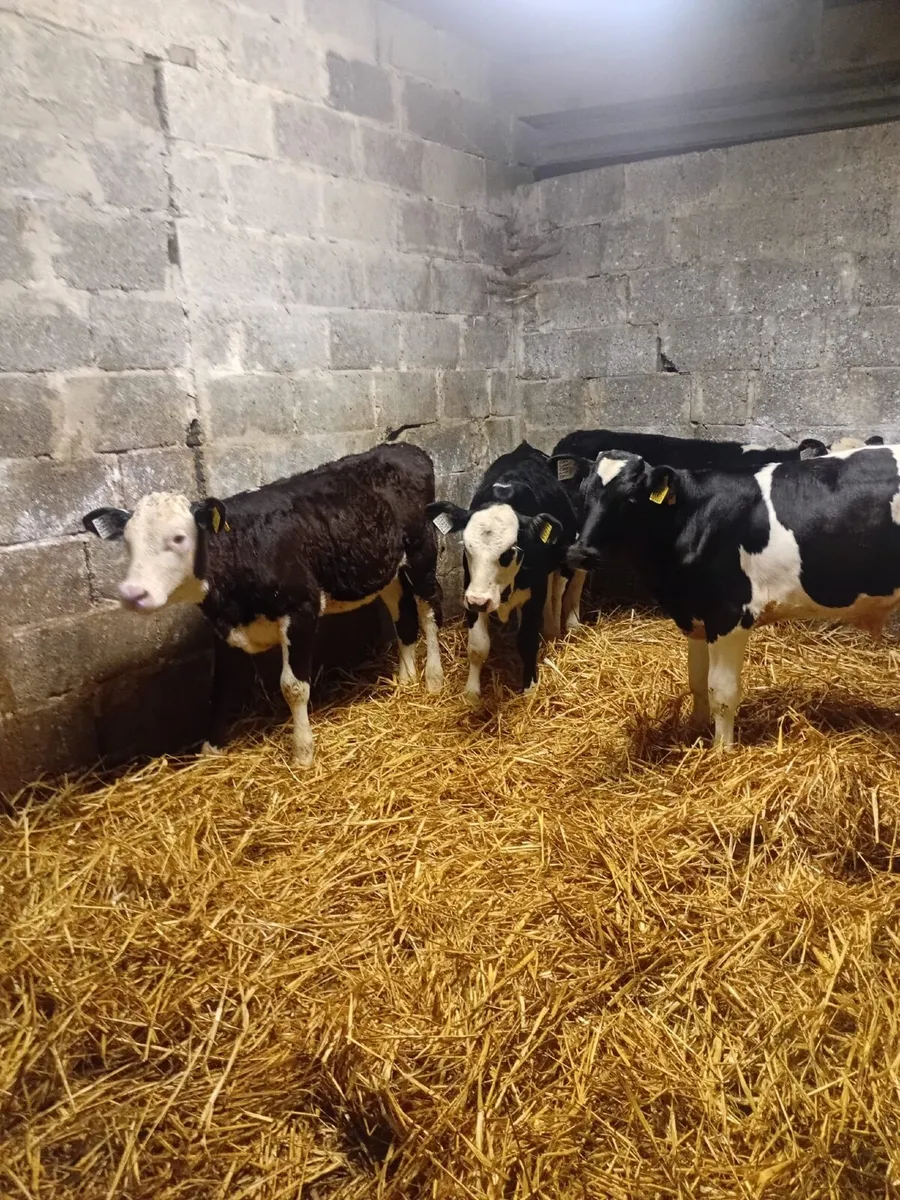 Calves - Image 4