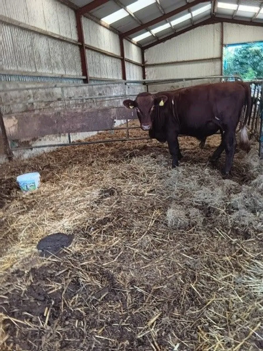 Shorthorn Bull 15 months old - Image 1