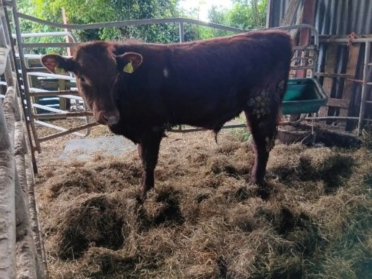 Shorthorn Bull 15 months old - Image 2