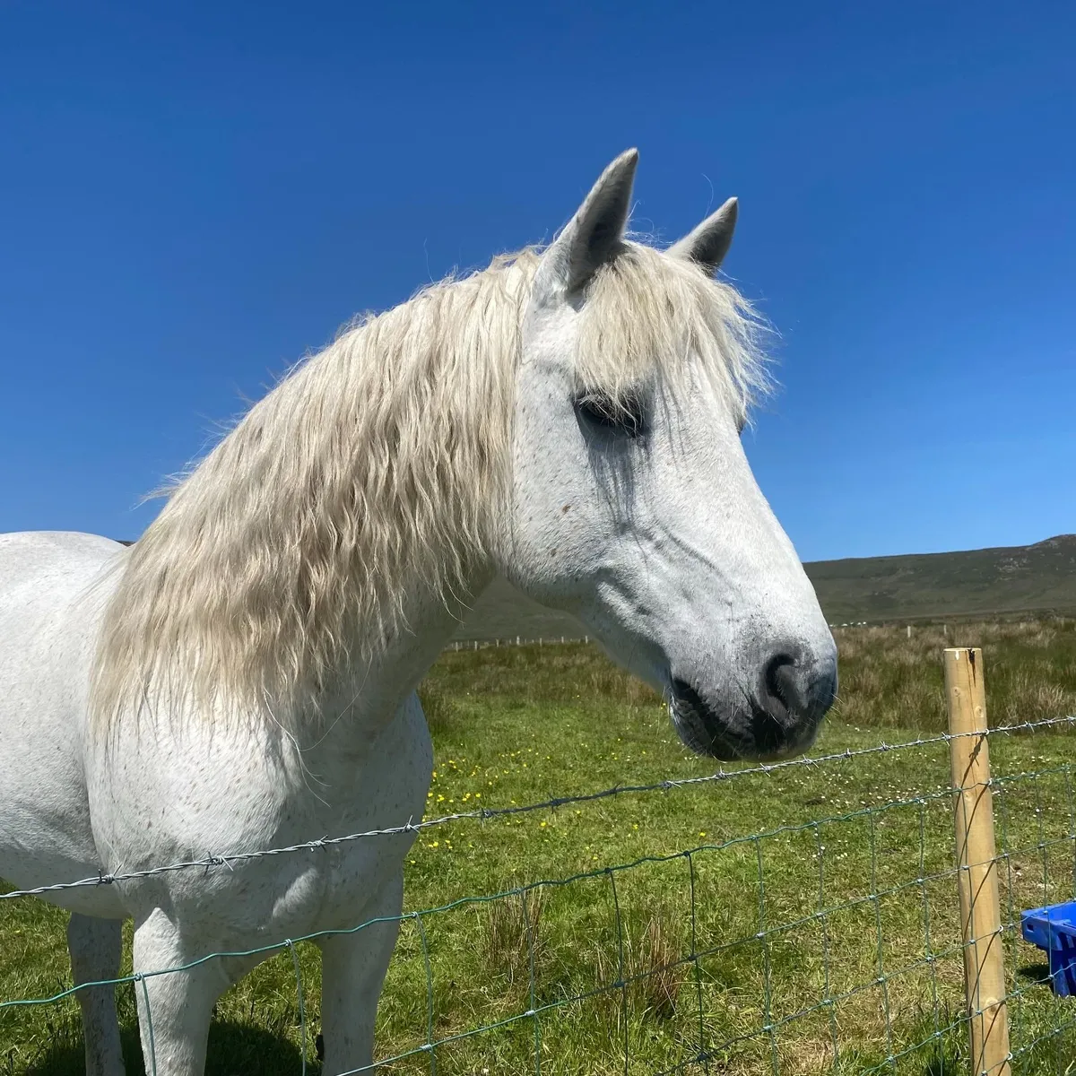 Grazing Wanted Mayo