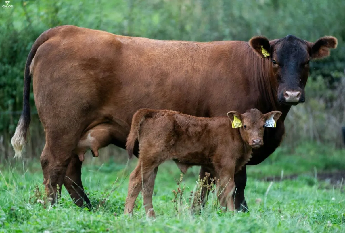 Top Quality Angus Heifers - Image 2