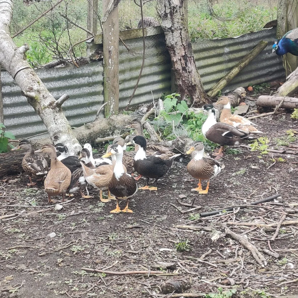 Selection of ducks - Image 1