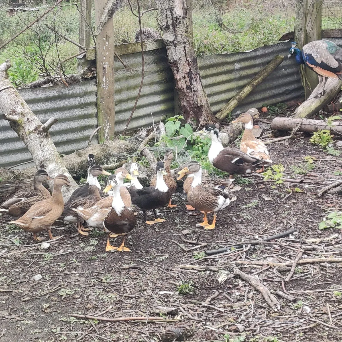 Selection of ducks - Image 2