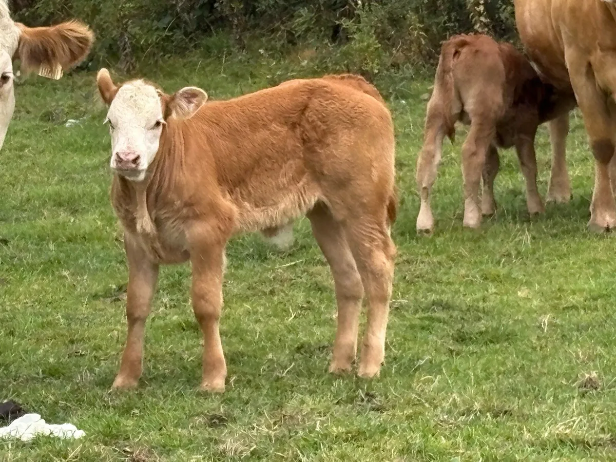 Super 5 star genotyped heifer and bull calf - Image 2