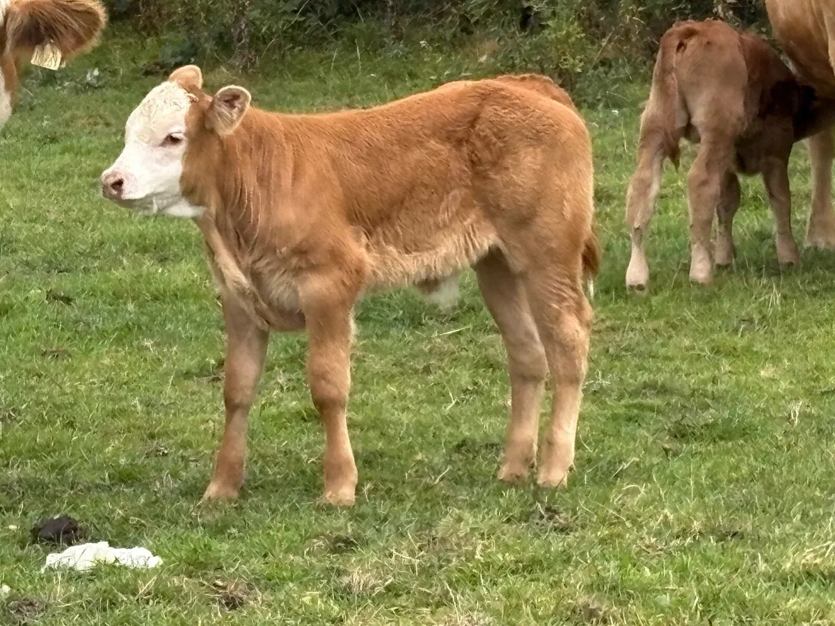Super 5 star genotyped heifer and bull calf - Image 3