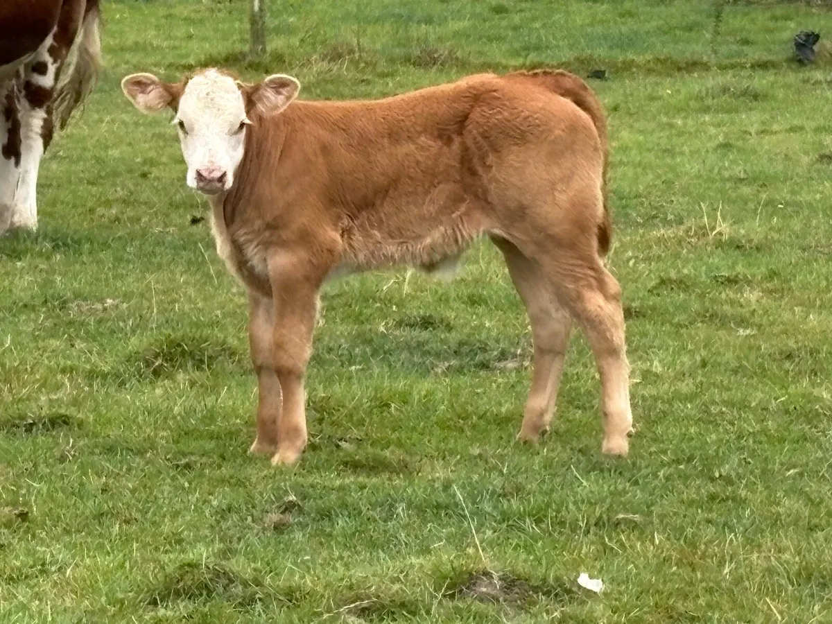 Super 5 star genotyped heifer and bull calf - Image 4