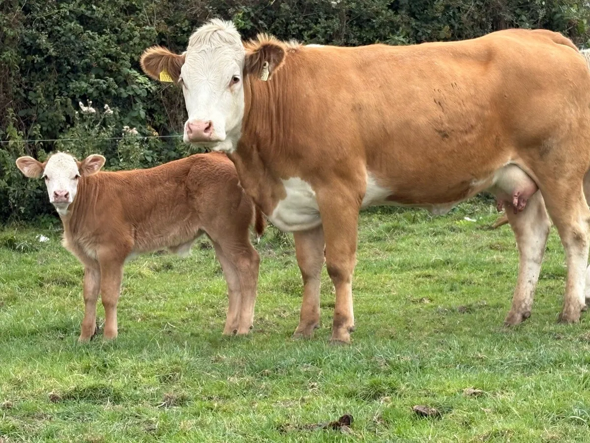 Super 5 star genotyped heifer and bull calf - Image 1