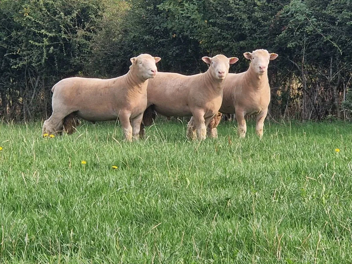 Dorset Ram lambs - Image 1