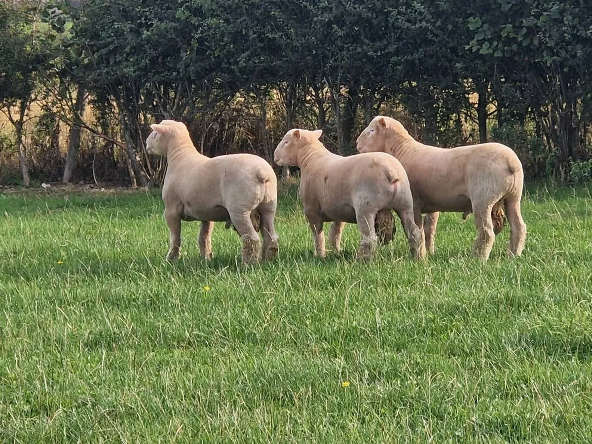Dorset Ram lambs - Image 2
