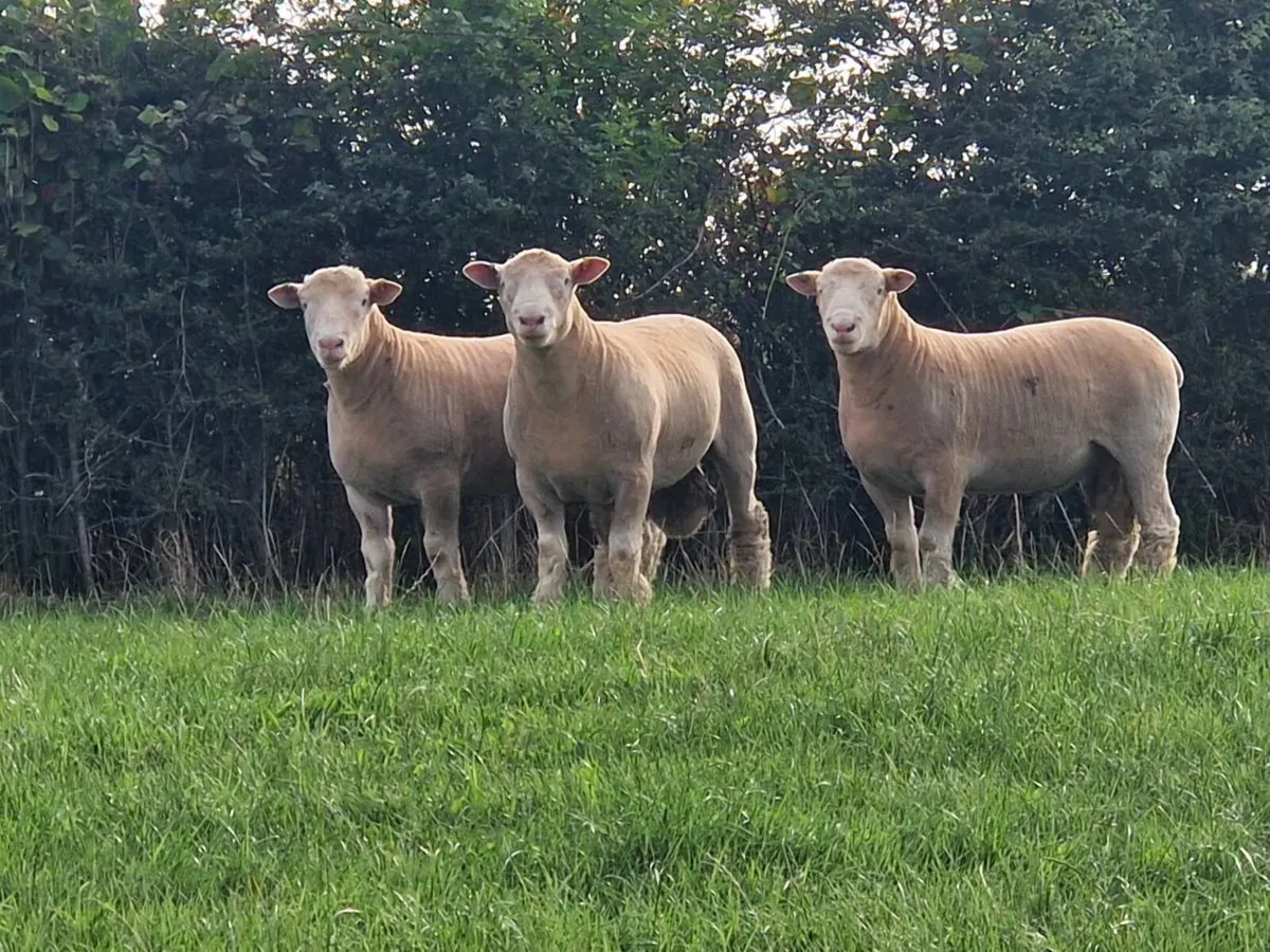 Dorset Ram lambs - Image 3