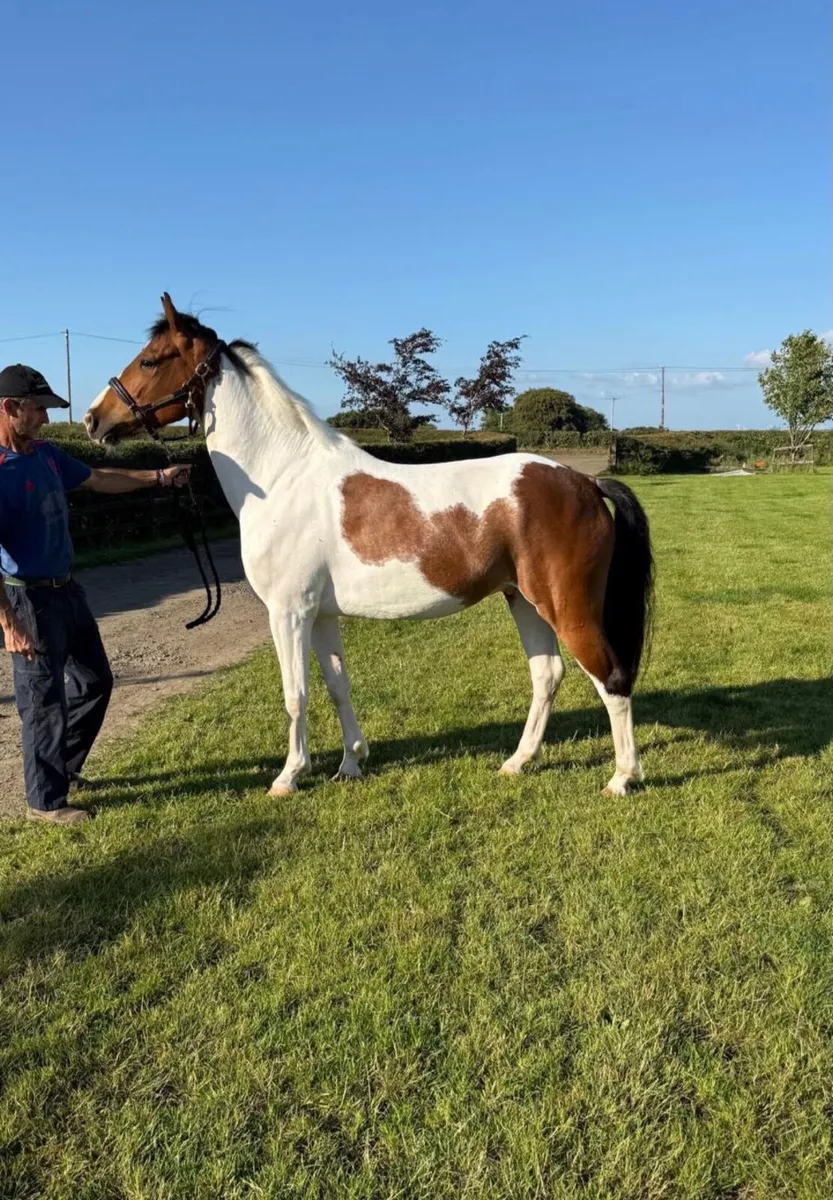 ⭐️ Attractive 5 year old gelding ⭐️ - Image 4