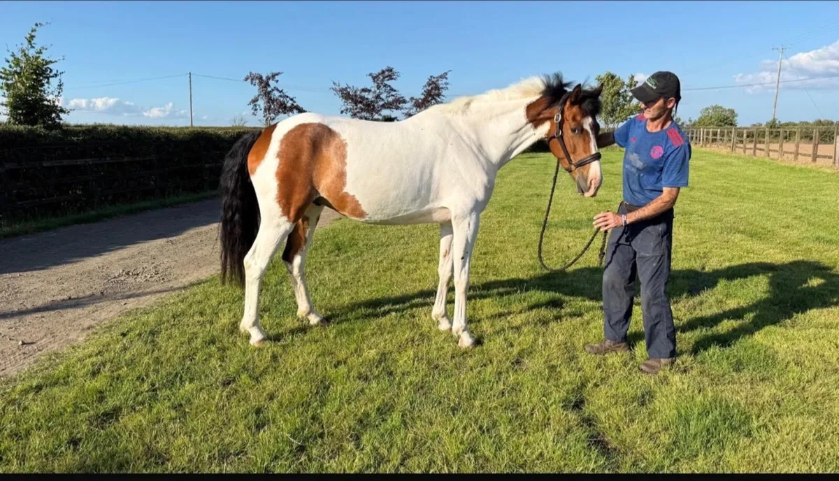 ⭐️ Attractive 5 year old gelding ⭐️ - Image 1