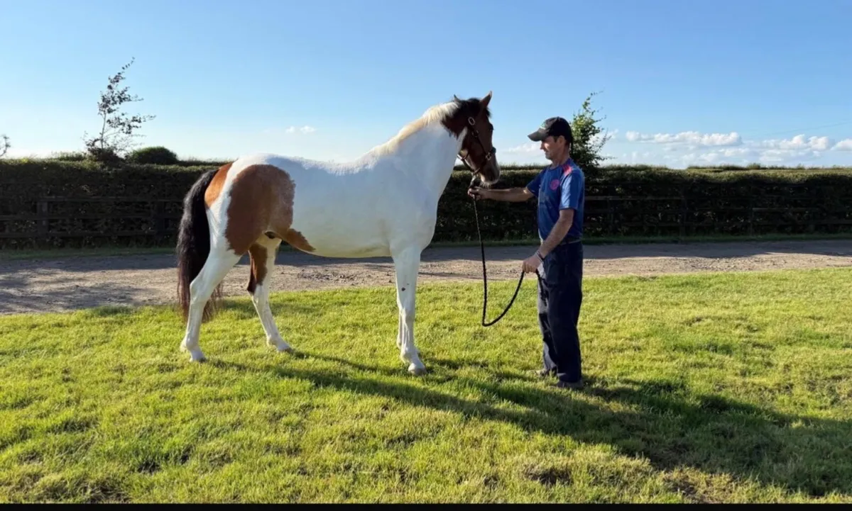 ⭐️ Attractive 5 year old gelding ⭐️ - Image 2