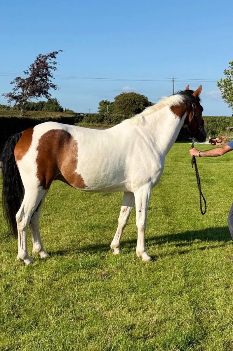 ⭐️ Attractive 5 year old gelding ⭐️ - Image 3