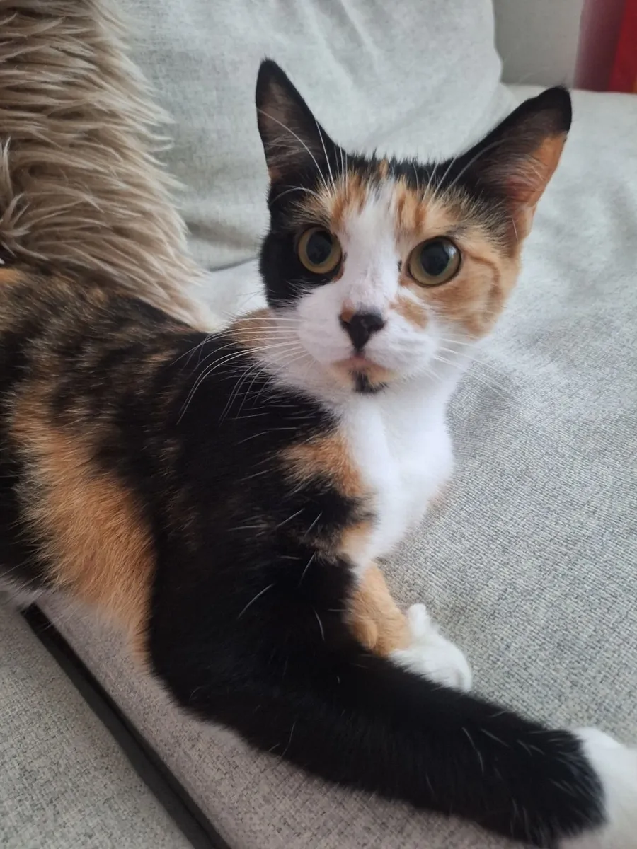 Cat - Image 2