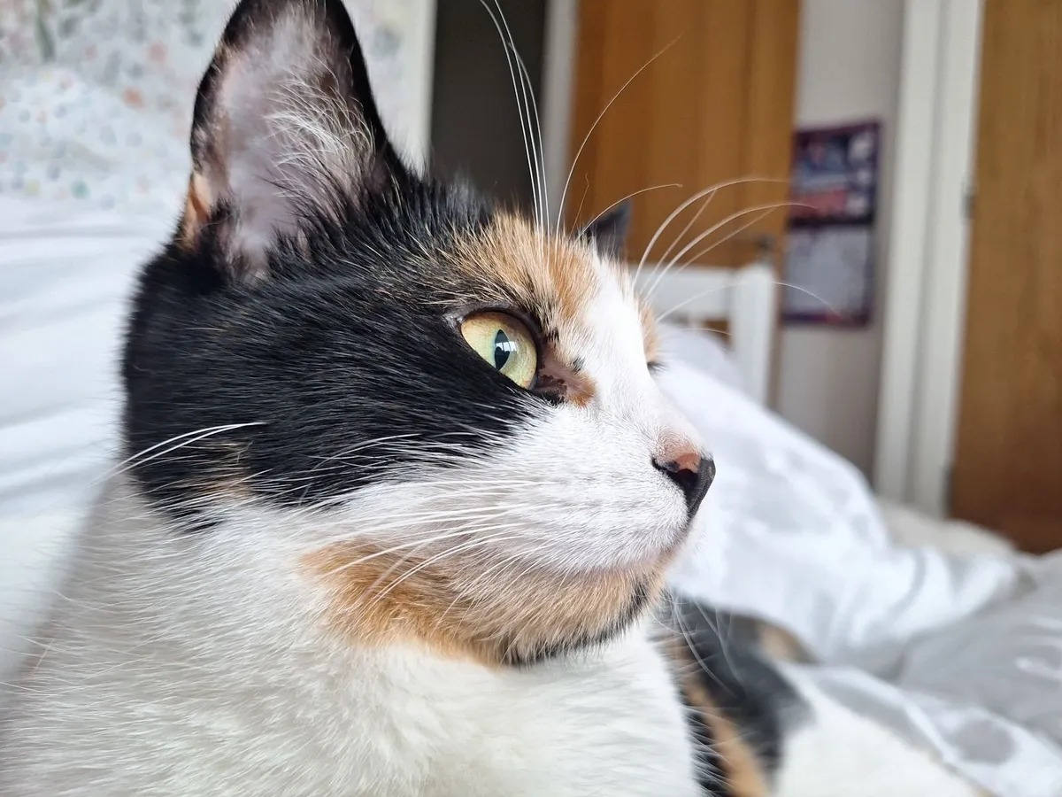 Cat - Image 1