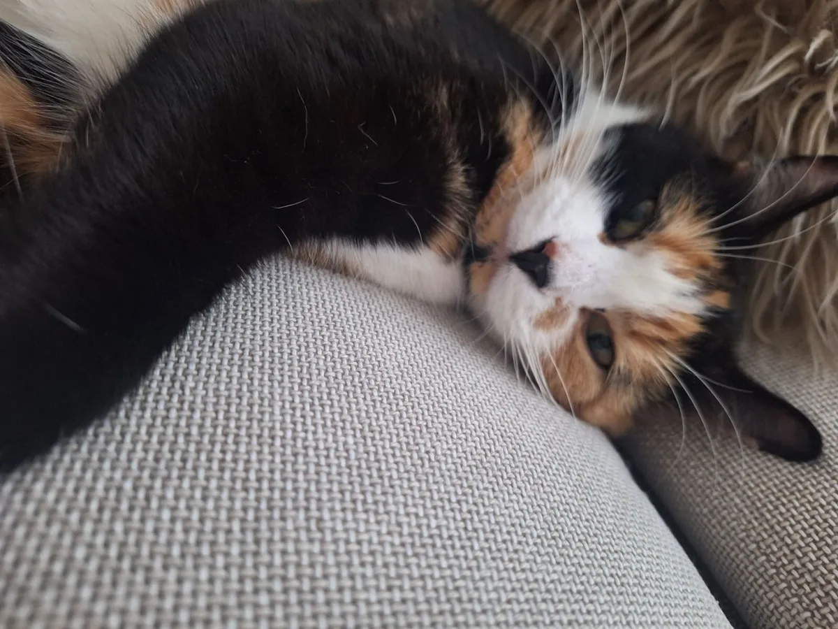 Cat - Image 4