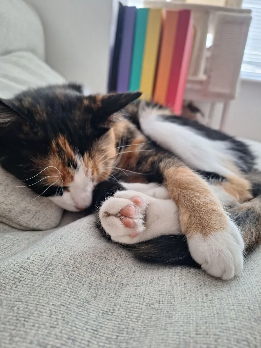 Cat - Image 3