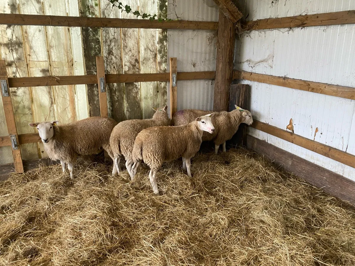 Ewe lambs - Image 2
