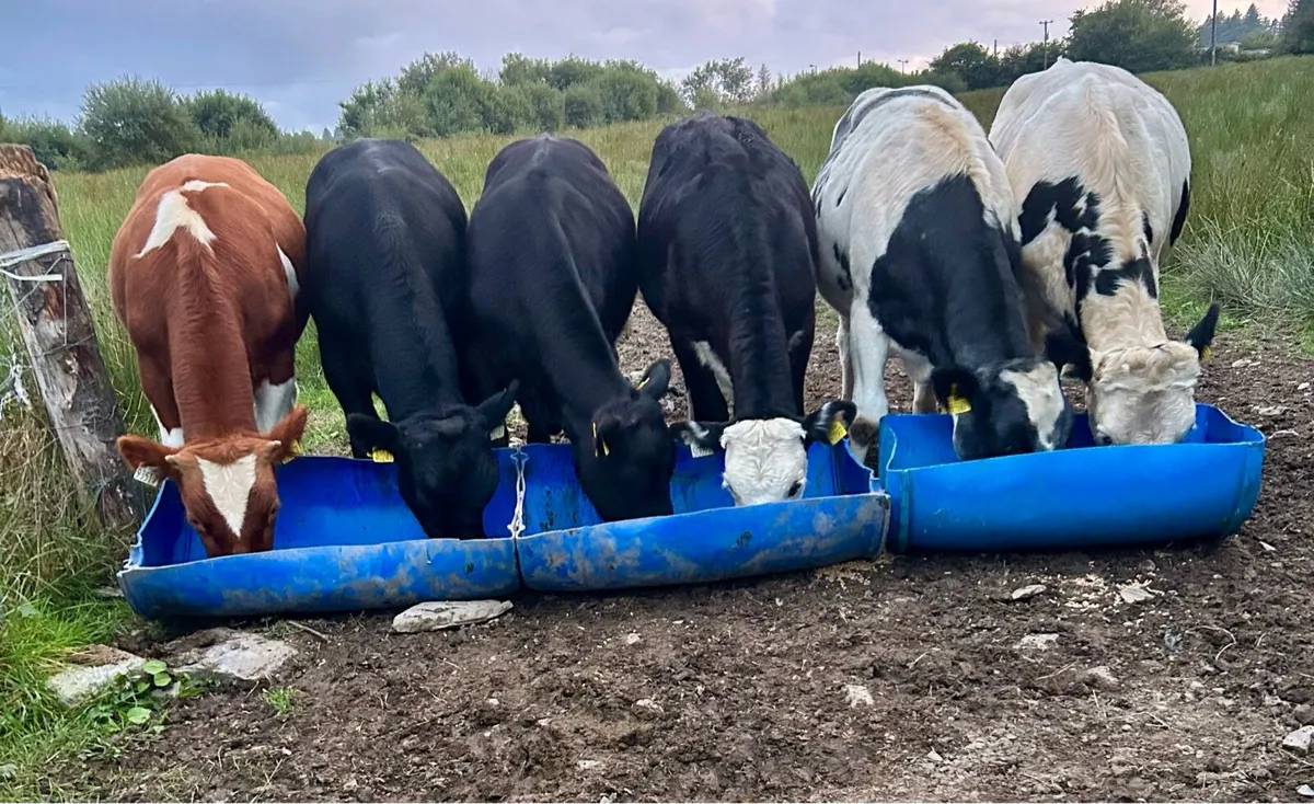 5 lovely bullocks - Image 1
