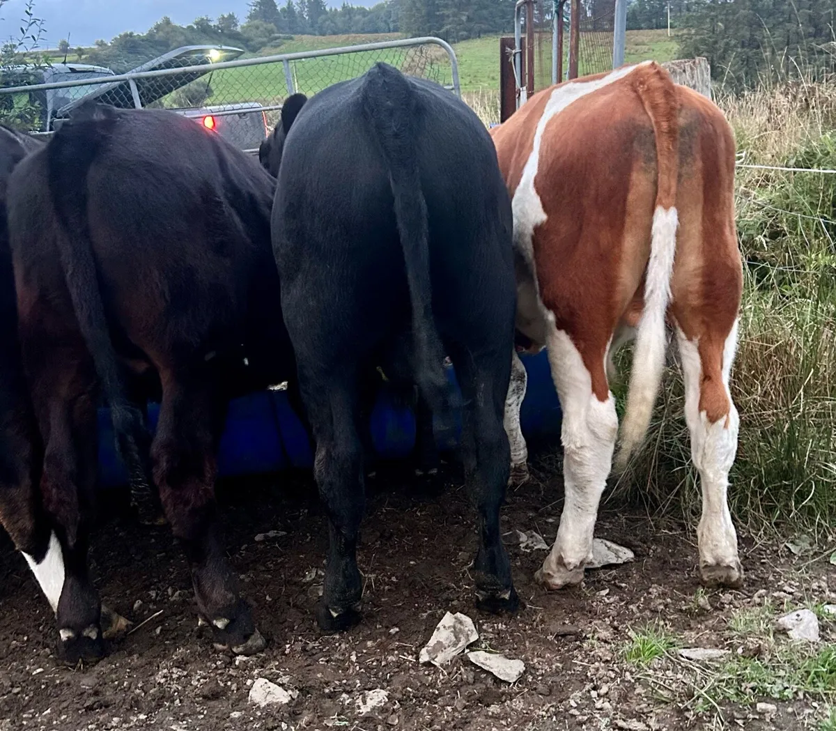 5 lovely bullocks - Image 2