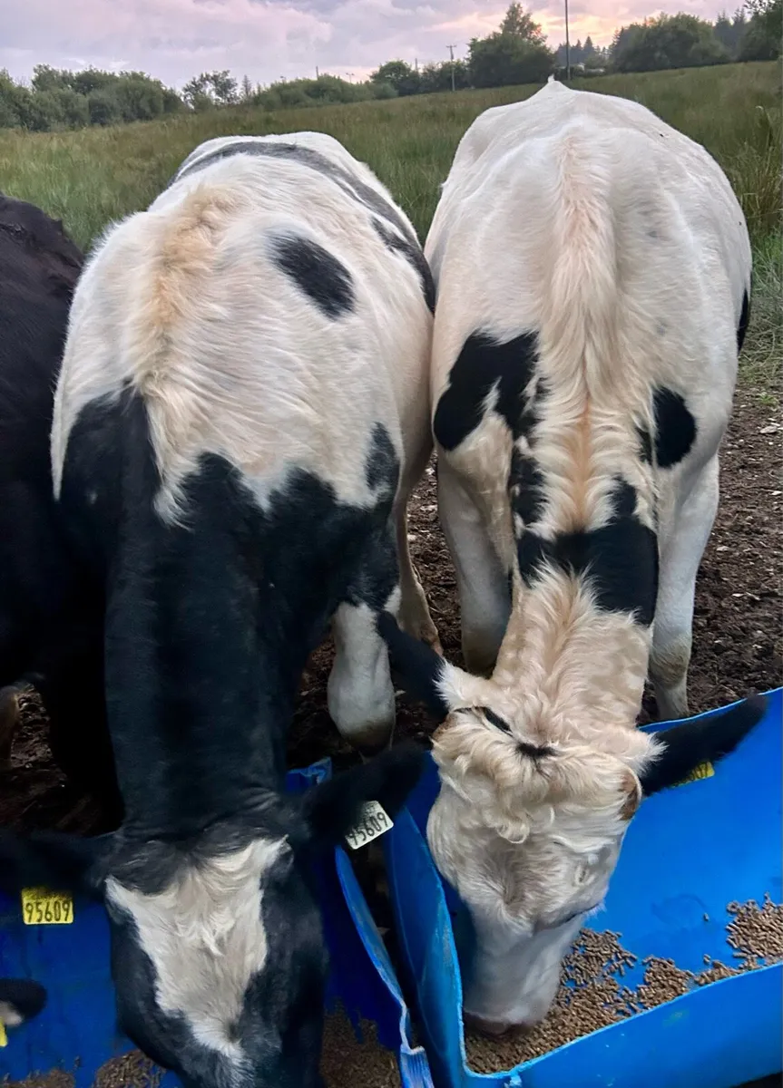 5 lovely bullocks - Image 3