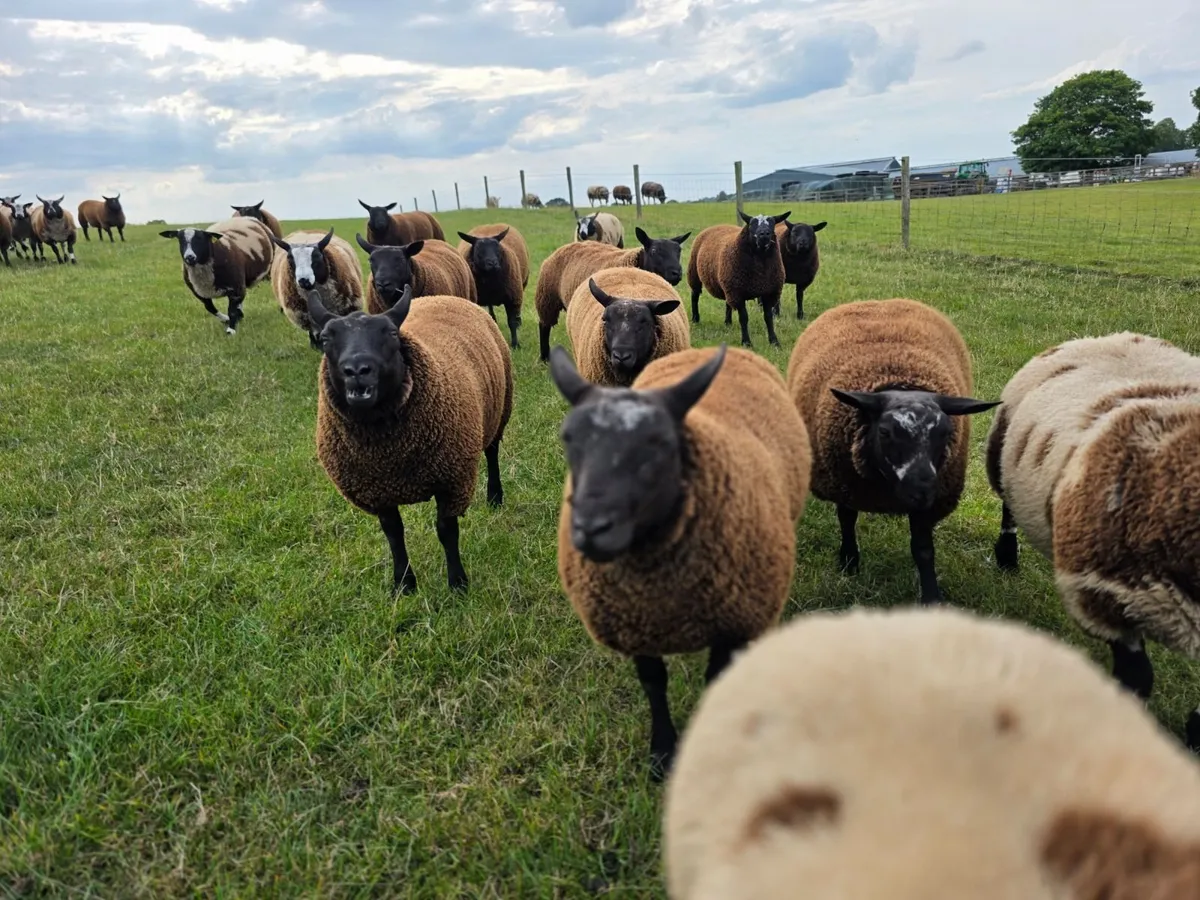 Ram Lambs - Image 3