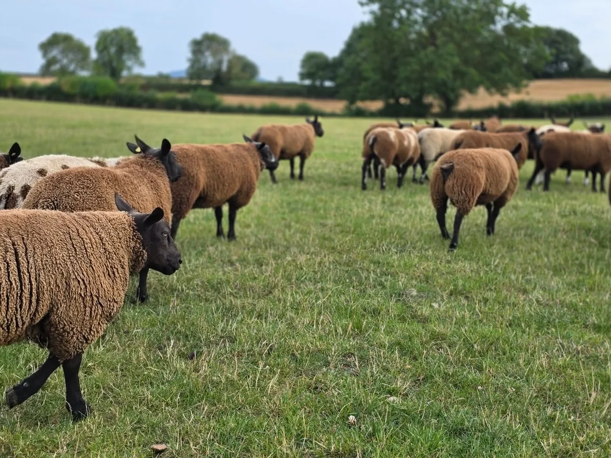 Ram Lambs - Image 4