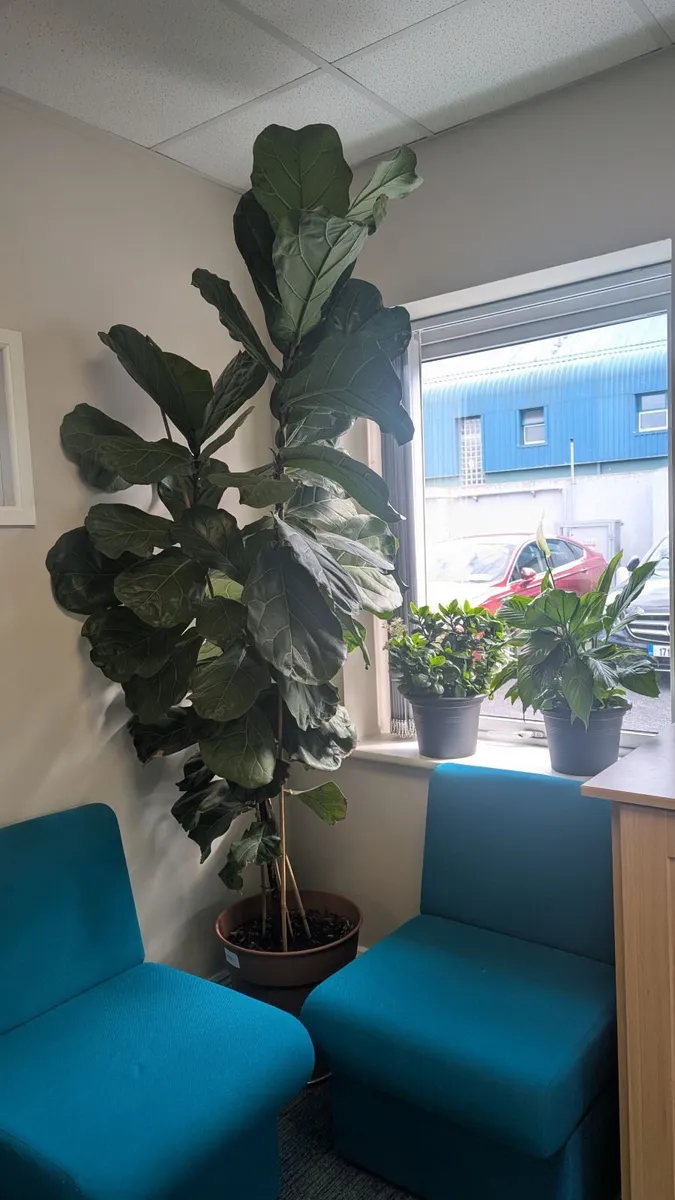 Fiddle leaf fig indoor 12ft plant to the ceiling