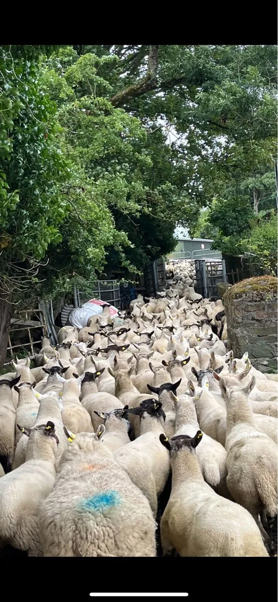 All types of ewes Wanted