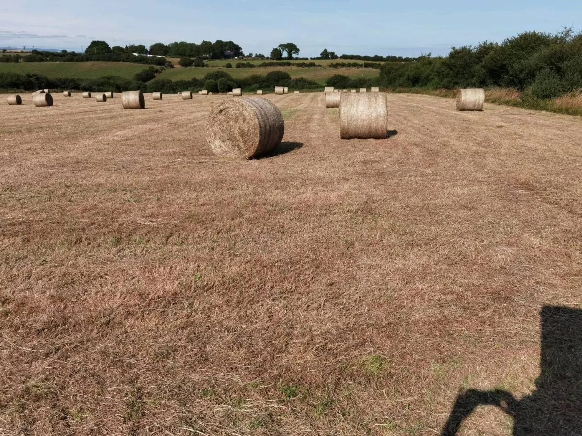 135 round bales of hay. - Image 2