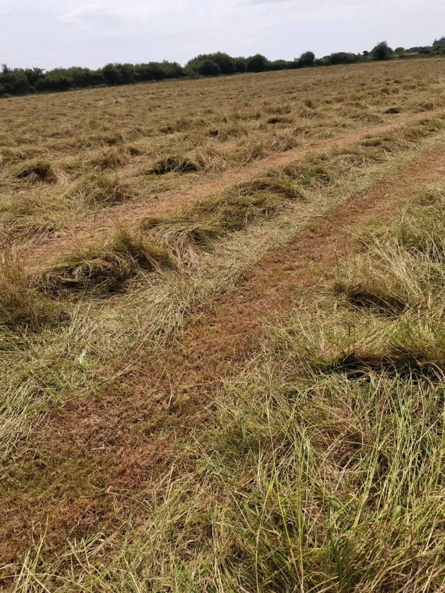 135 round bales of hay. - Image 3
