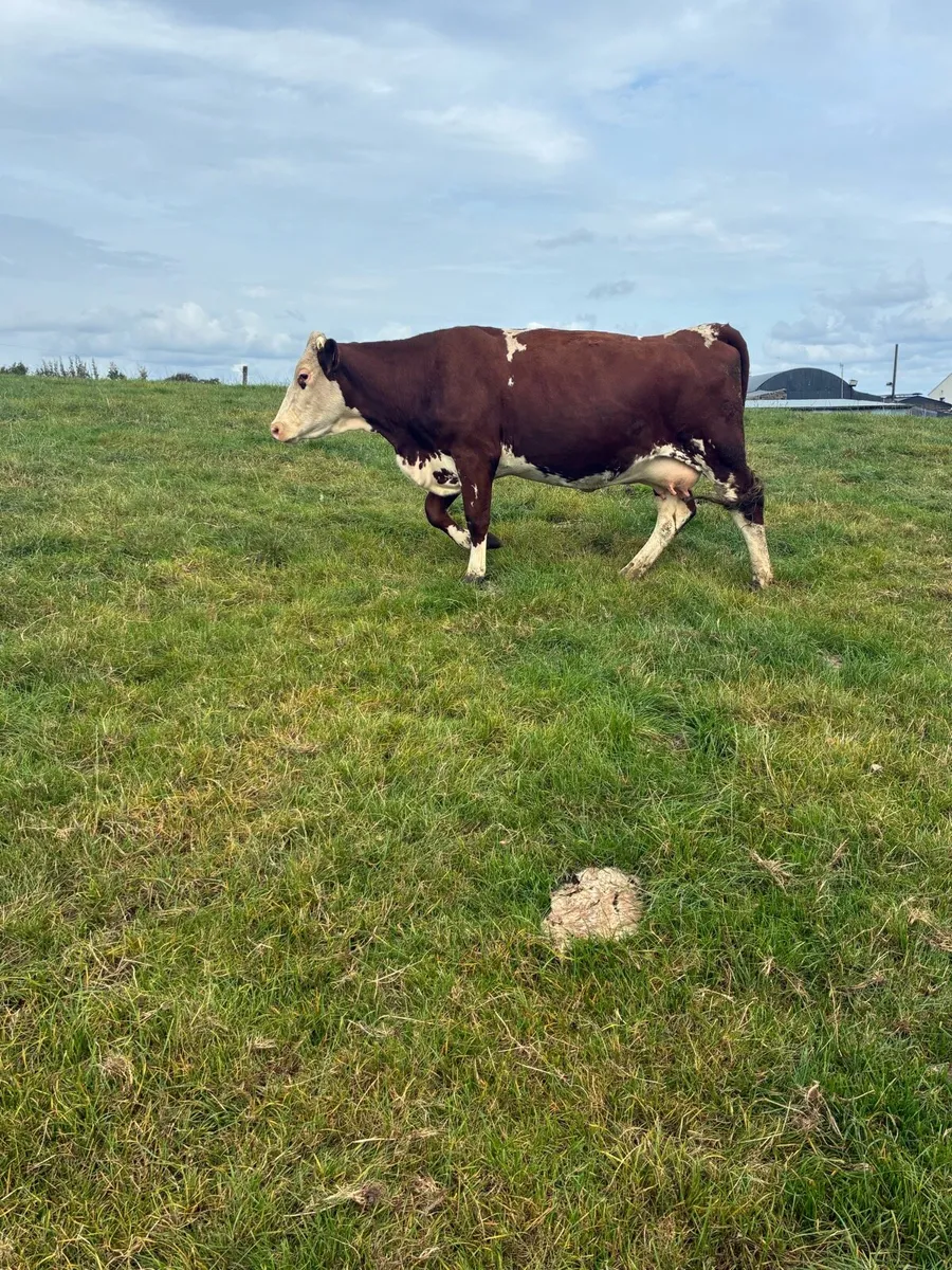 In calf heifers - Image 1