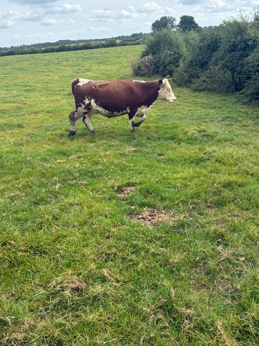 In calf heifers - Image 2