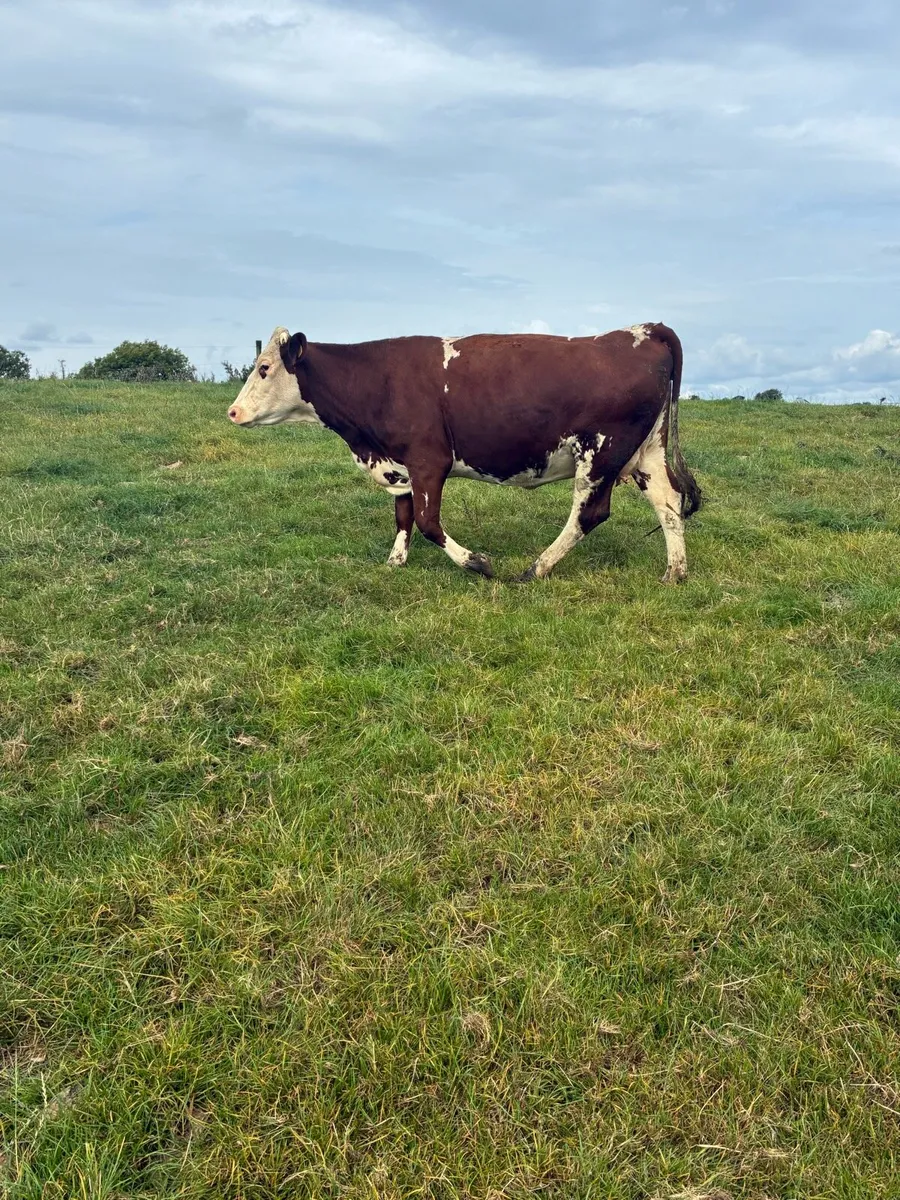 In calf heifers - Image 3