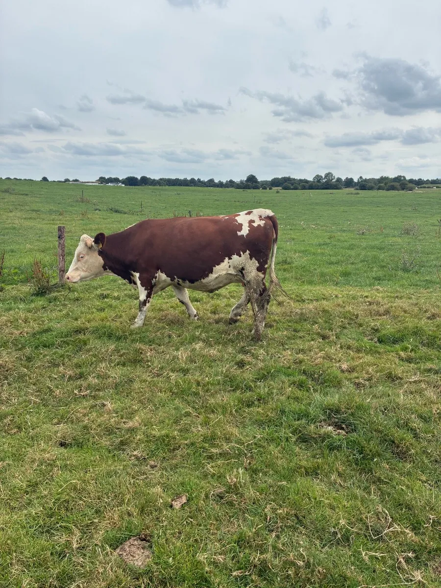 In calf heifers - Image 4