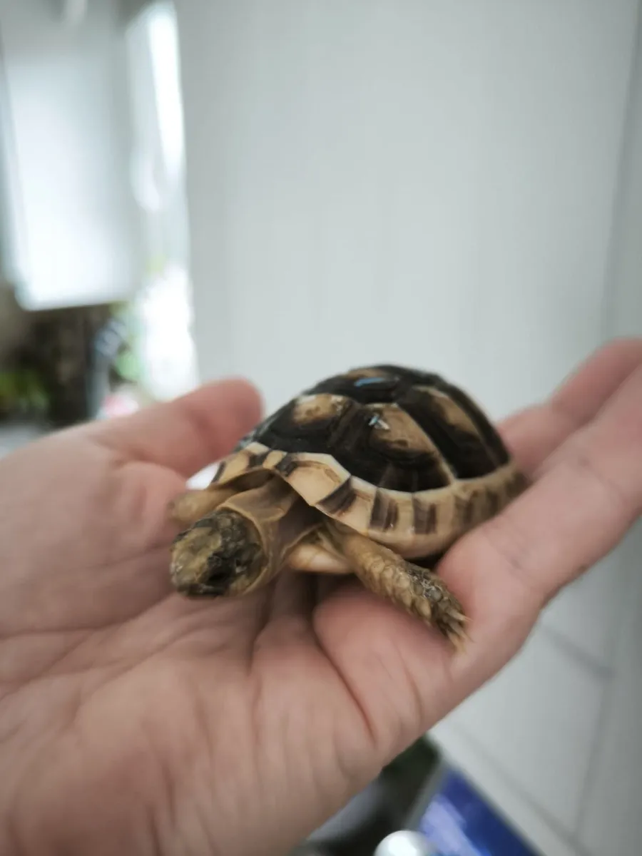 Tortoise - Image 1