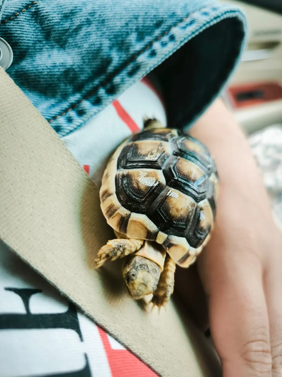 Tortoise - Image 3